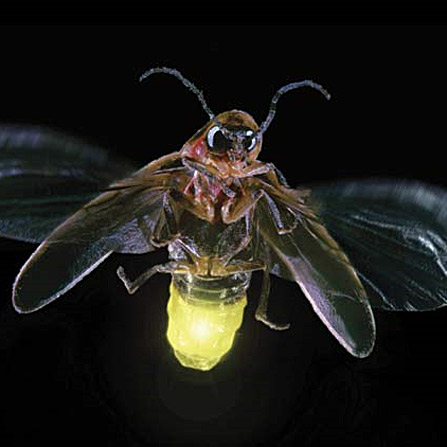 firefly fireflies